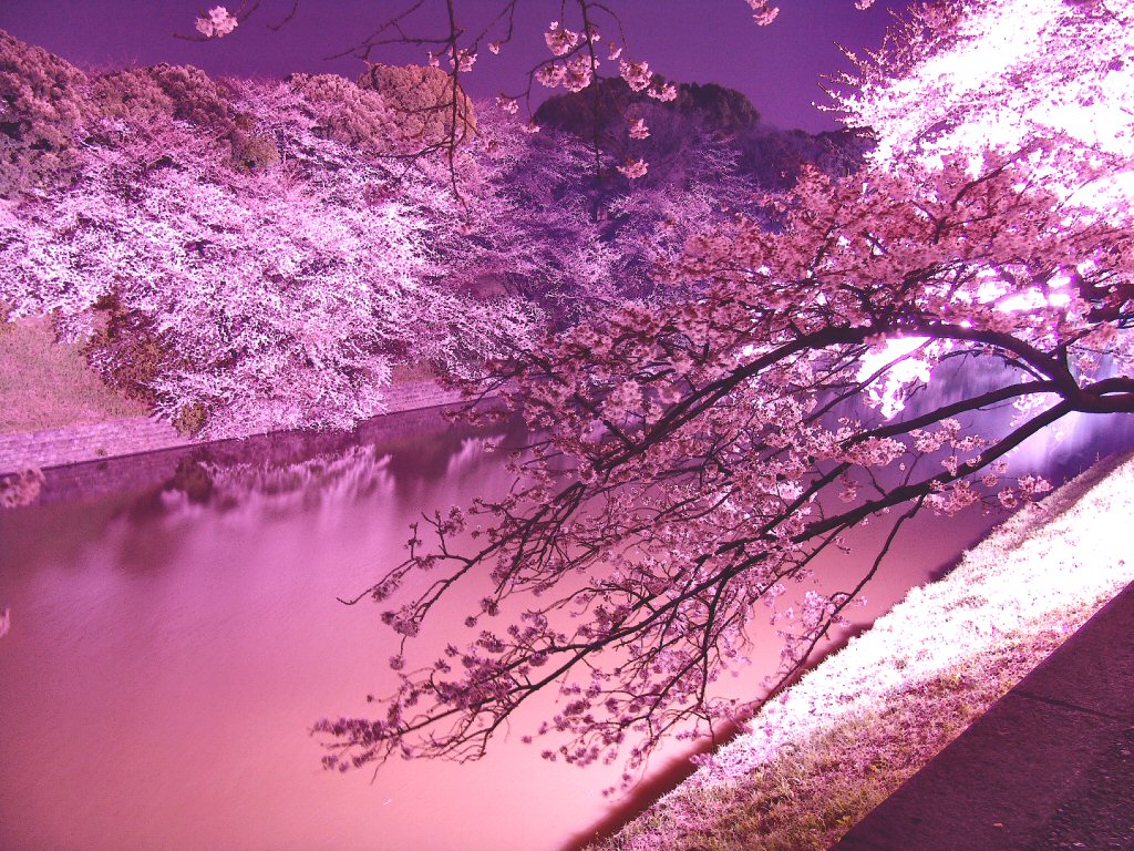 Ngagolak 幻想 的 夜桜 イラスト 綺麗